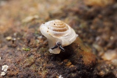 Trochomorphoidea