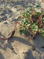 Proboscidea althaeifolia