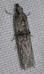 Nephopterix angustella