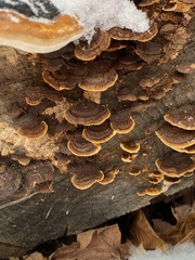 Gloeophyllum sepiarium