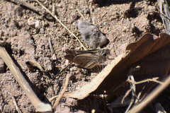 Lerodea eufala eufala