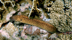 Gymnothorax flavimarginatus