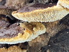 Gloeophyllum sepiarium