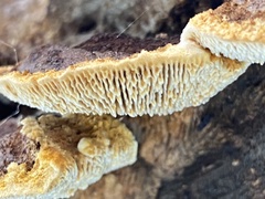 Gloeophyllum sepiarium