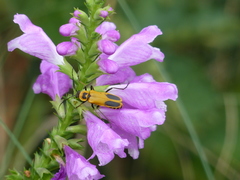 Chauliognathus pensylvanicus