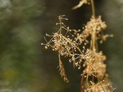 Rhynchospora miliacea