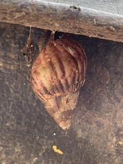 Lissachatina fulica
