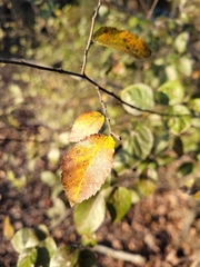 Planera aquatica