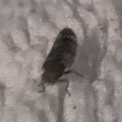 Pachypsylla celtidisvesicula