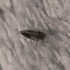 Pachypsylla celtidisvesicula