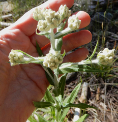 Pseudognaphalium macounii