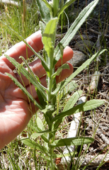 Pseudognaphalium macounii