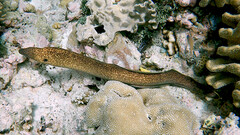 Gymnothorax flavimarginatus