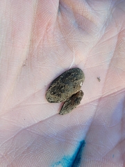 Unionoidea