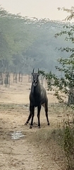 Boselaphus tragocamelus