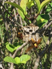 Polistes major major