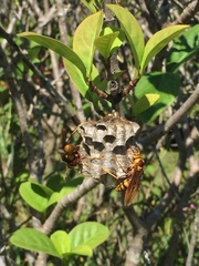 Polistes major major