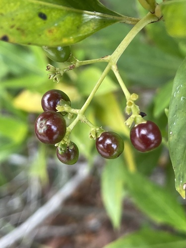 Pagamea thyrsiflora (Pagamea thyrsiflora)