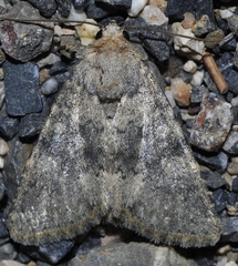 Polymixis dubia