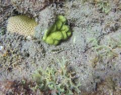 Malacoctenus triangulatus