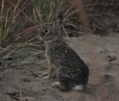 Sylvilagus floridanus