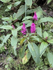 Phytolacca bogotensis