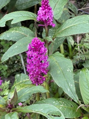 Phytolacca bogotensis