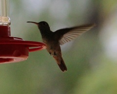 Amazilia yucatanensis