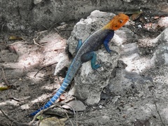 Agama lionotus