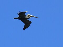 Pelecanus occidentalis