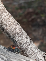 Astylus trifasciatus