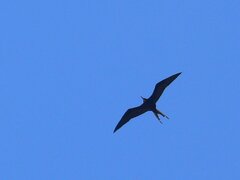 Fregata magnificens