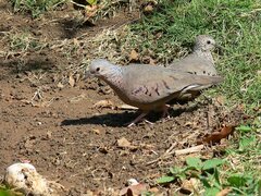 Columbina passerina
