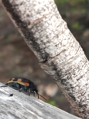 Astylus trifasciatus