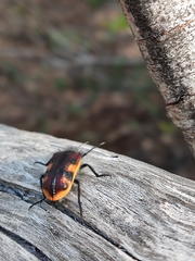 Astylus trifasciatus