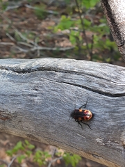 Astylus trifasciatus