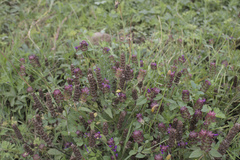 Prunella vulgaris