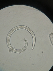 Helicotylenchus