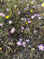 Leptosiphon ambiguus