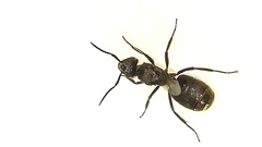 Dolichoderus