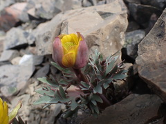 Ranunculus haastii