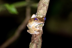 Polypedates macrotis