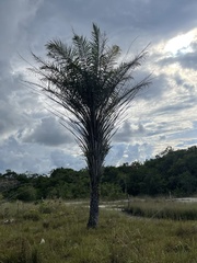 Attalea butyracea