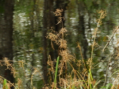 Rhynchospora miliacea