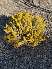 Ericameria laricifolia