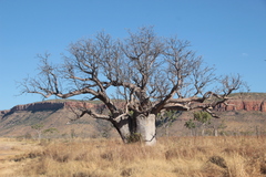 Adansonia gregorii
