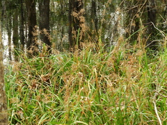 Rhynchospora miliacea