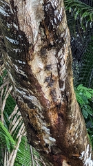 Rhynchonycteris naso