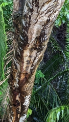 Rhynchonycteris naso