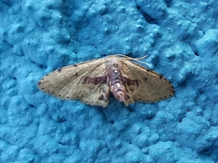 Idaea